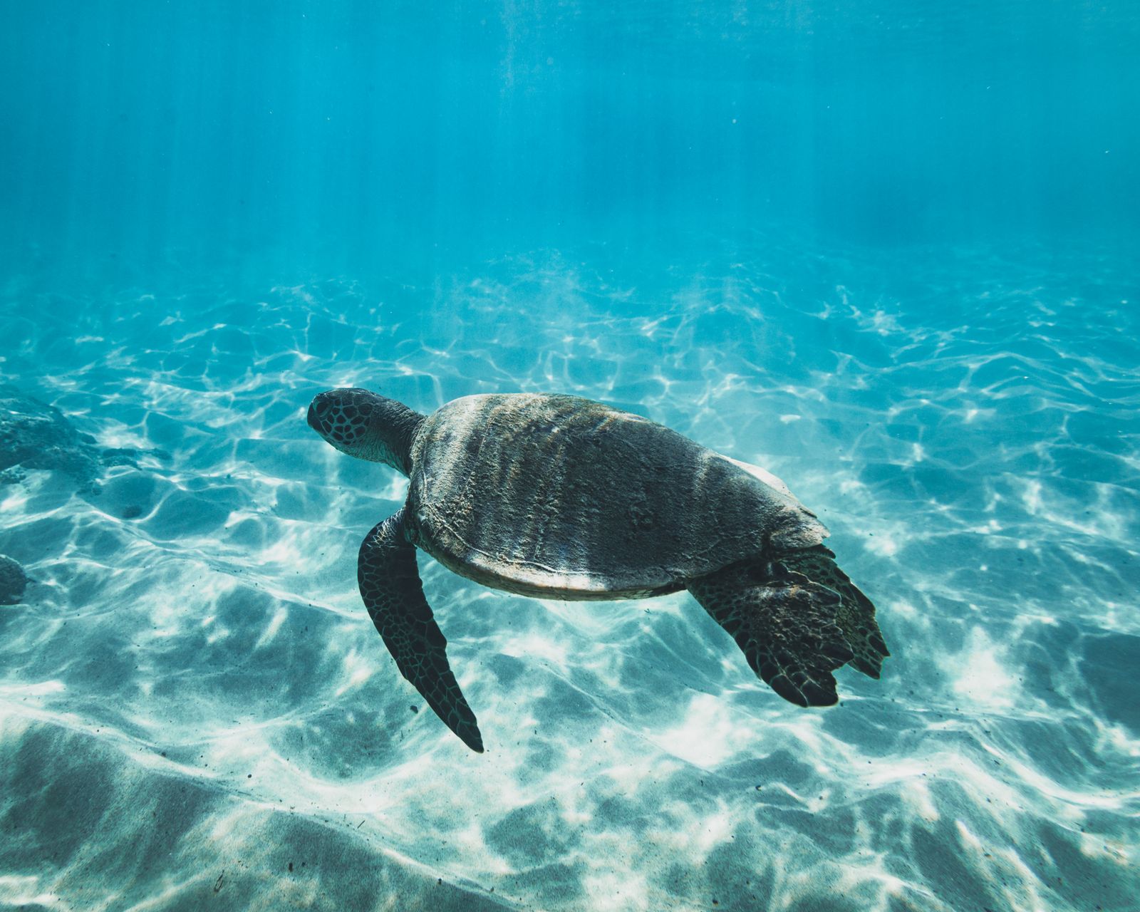 A honu gliding over the sea floor in clear blue water