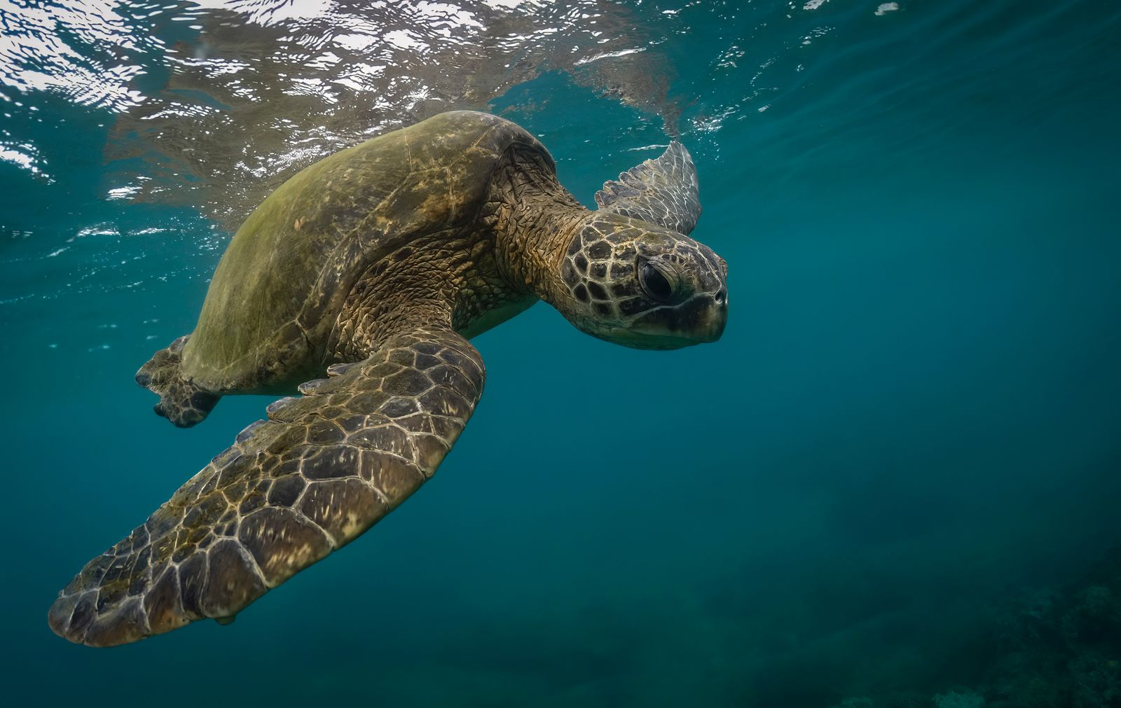 A green sea turtle (honu) gliding just beneath the surface in clear Pacific water
