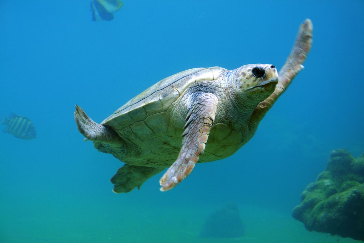 A sea turtle swimming through blue water