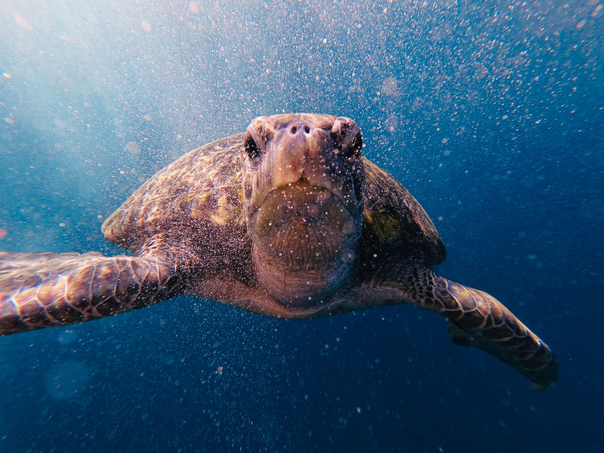 A close-up of a sea turtle underwater
