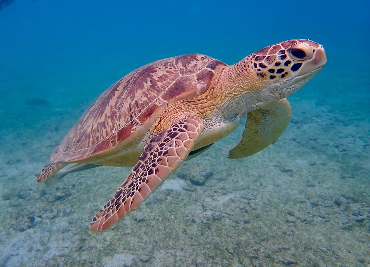 A green sea turtle cruising the reef